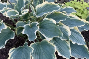 Hope Springs Eternal, Hosta 